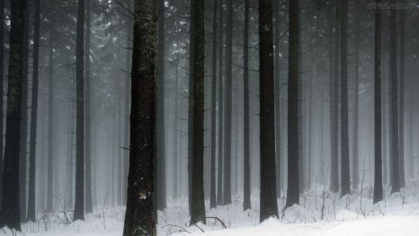 Floresta Congelada