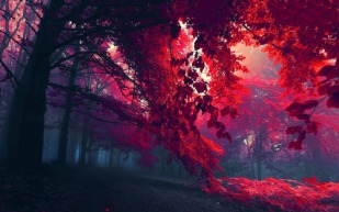 Floresta Vermelha